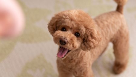 İzmir’de Toy Poodle Sahiplenmenin Doğru Adresi